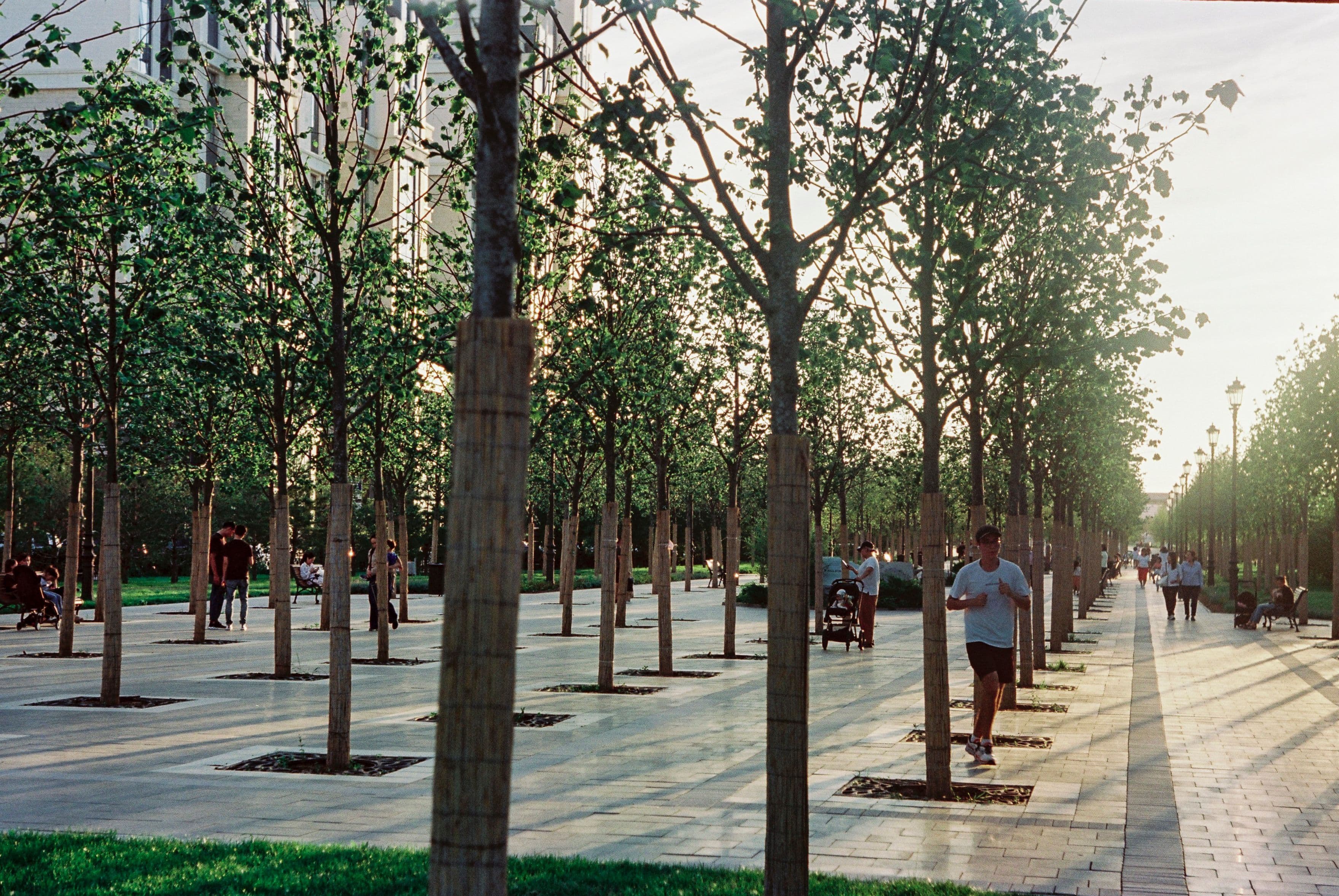 Landscaped urban plaza with rows of young trees and a paved walkway